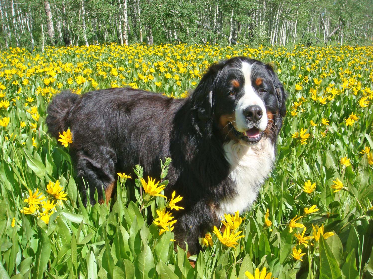 Bernese Mountain Dogs Utah